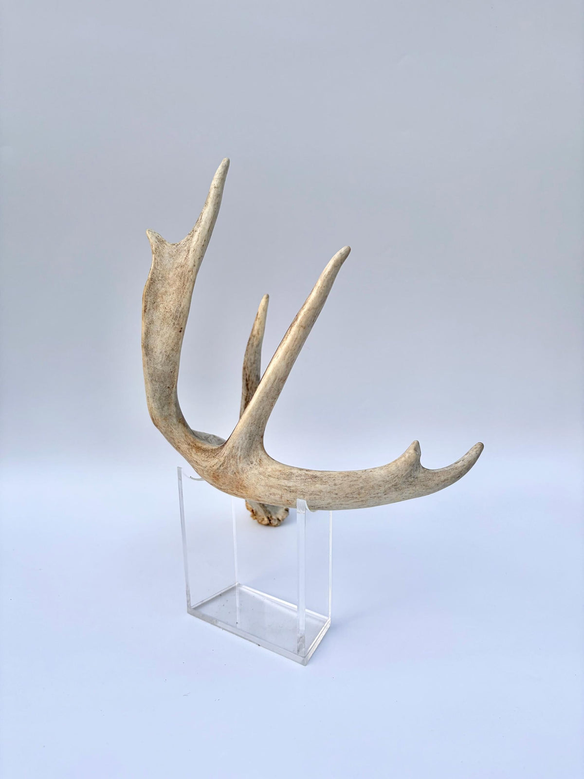White-tailed Deer Antlers - Large Matching Set. Decor, Crafting and More.