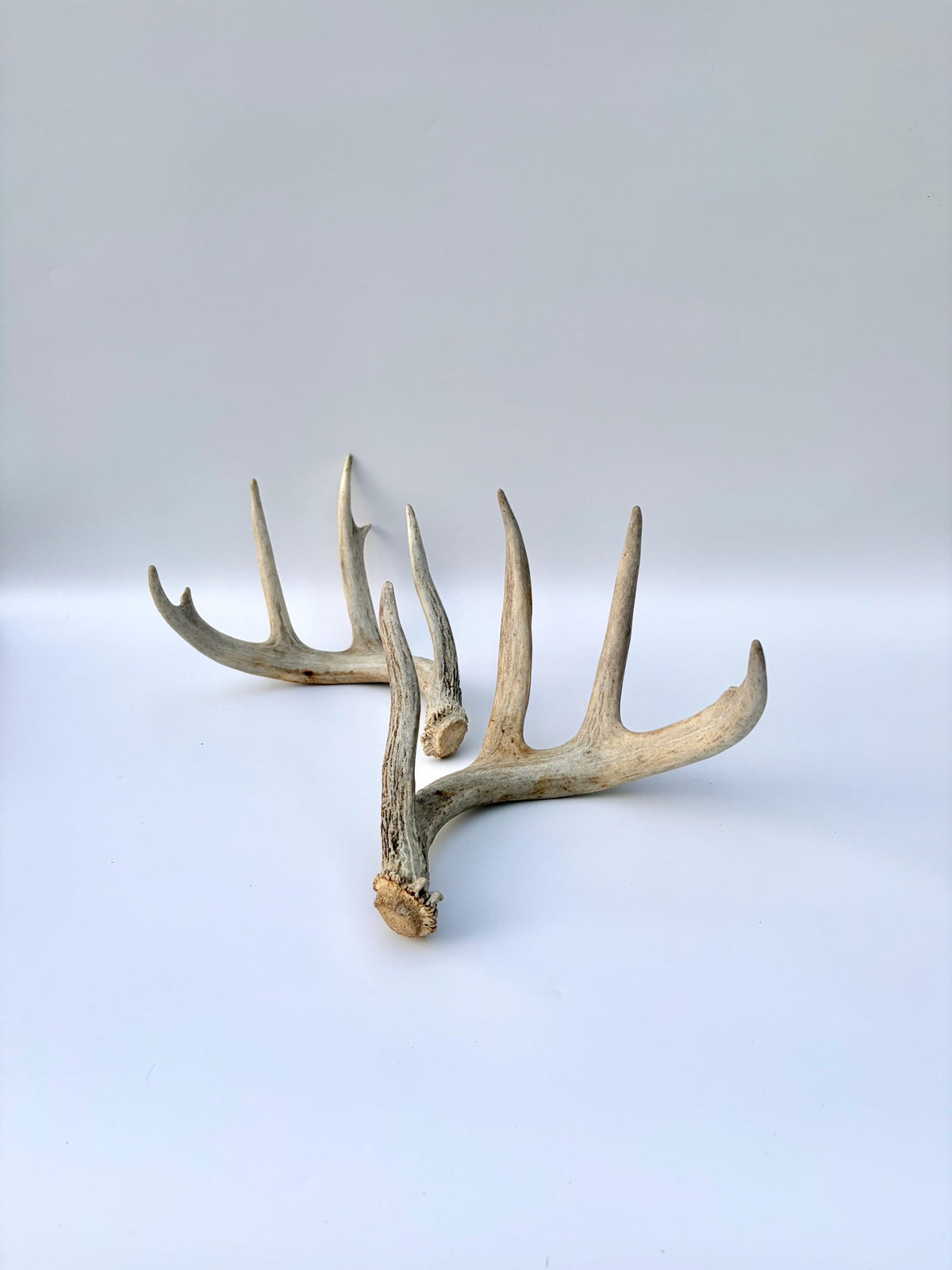 White-tailed Deer Antlers - Large Matching Set. Decor, Crafting and More.