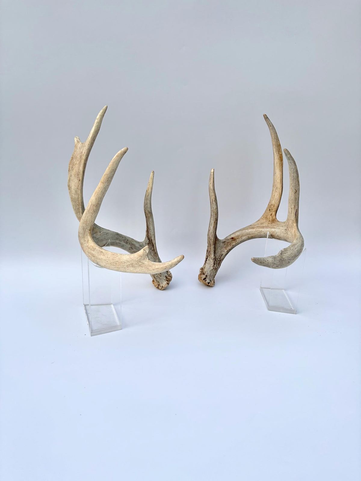 White-tailed Deer Antlers - Large Matching Set. Decor, Crafting and More.