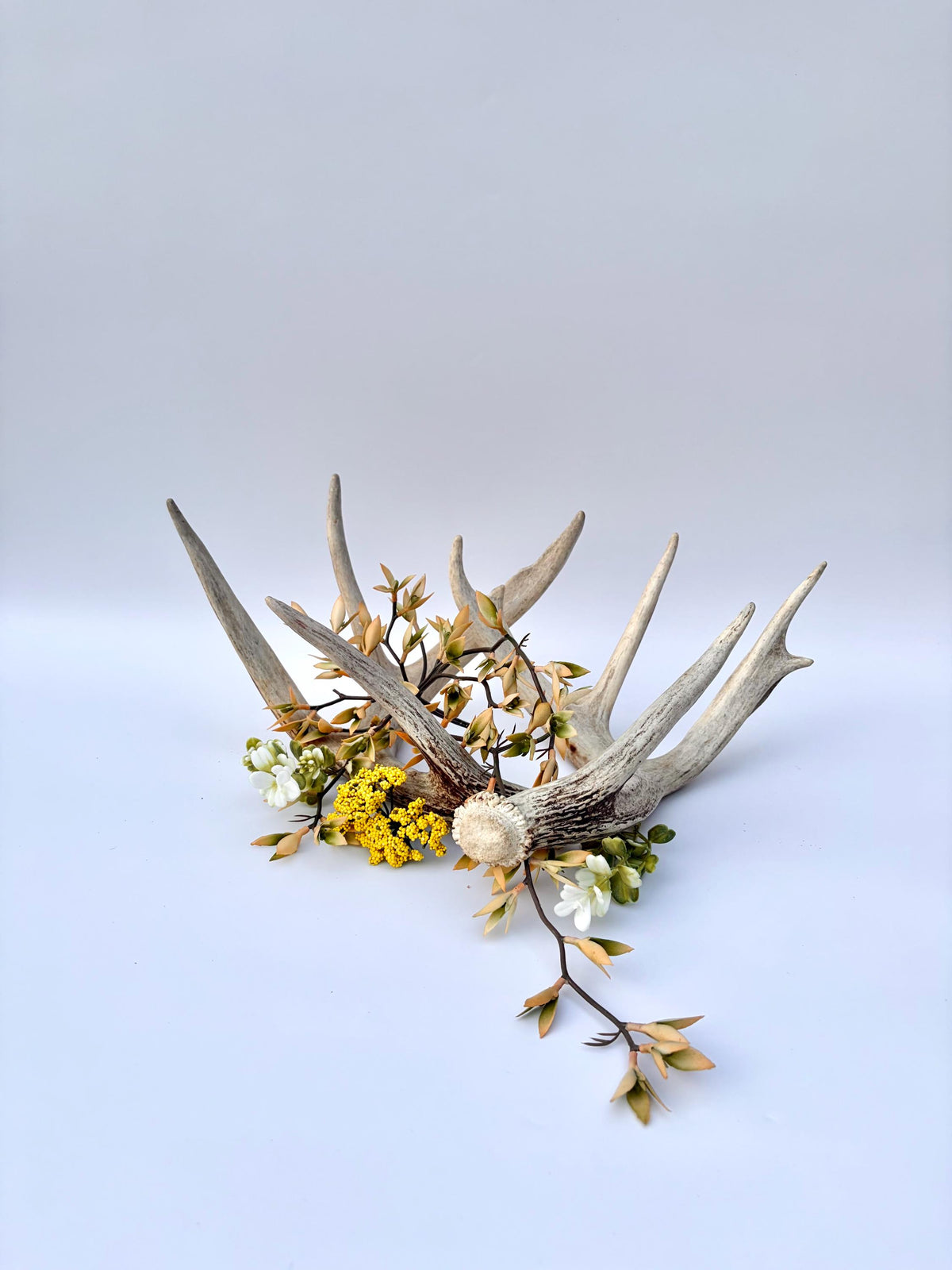 White-tailed Deer Antlers - Large Matching Set. Decor, Crafting and More.
