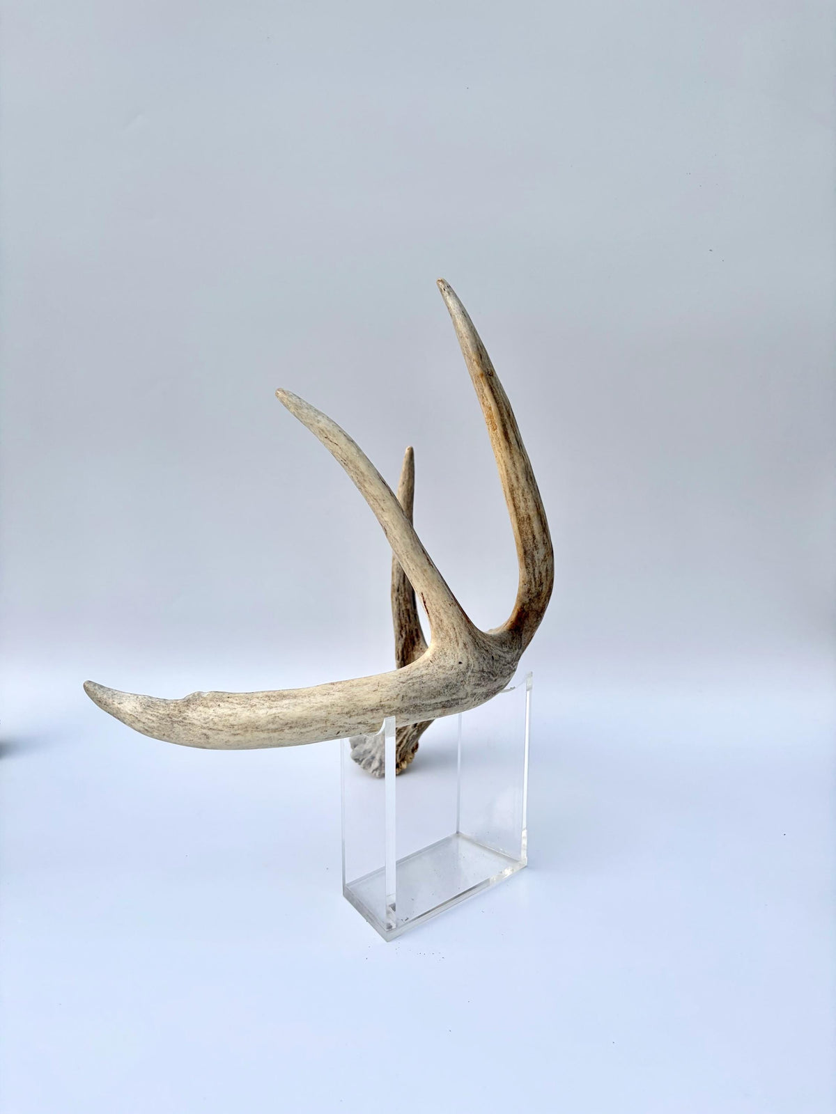 White-tailed Deer Antlers - Large Matching Set. Decor, Crafting and More.