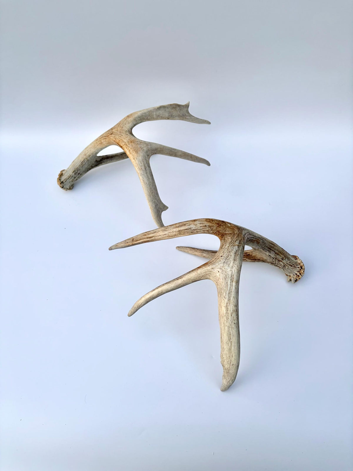 White-tailed Deer Antlers - Large Matching Set. Decor, Crafting and More.