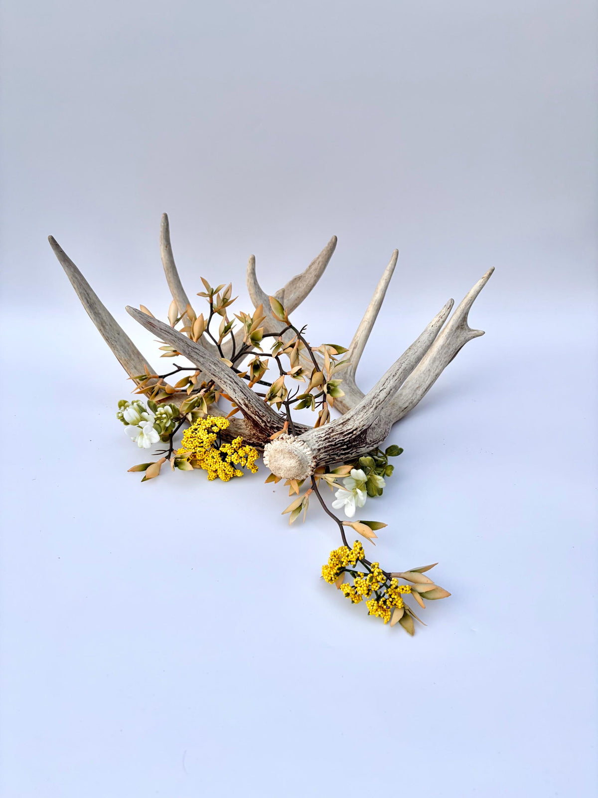 White-tailed Deer Antlers - Large Matching Set. Decor, Crafting and More.