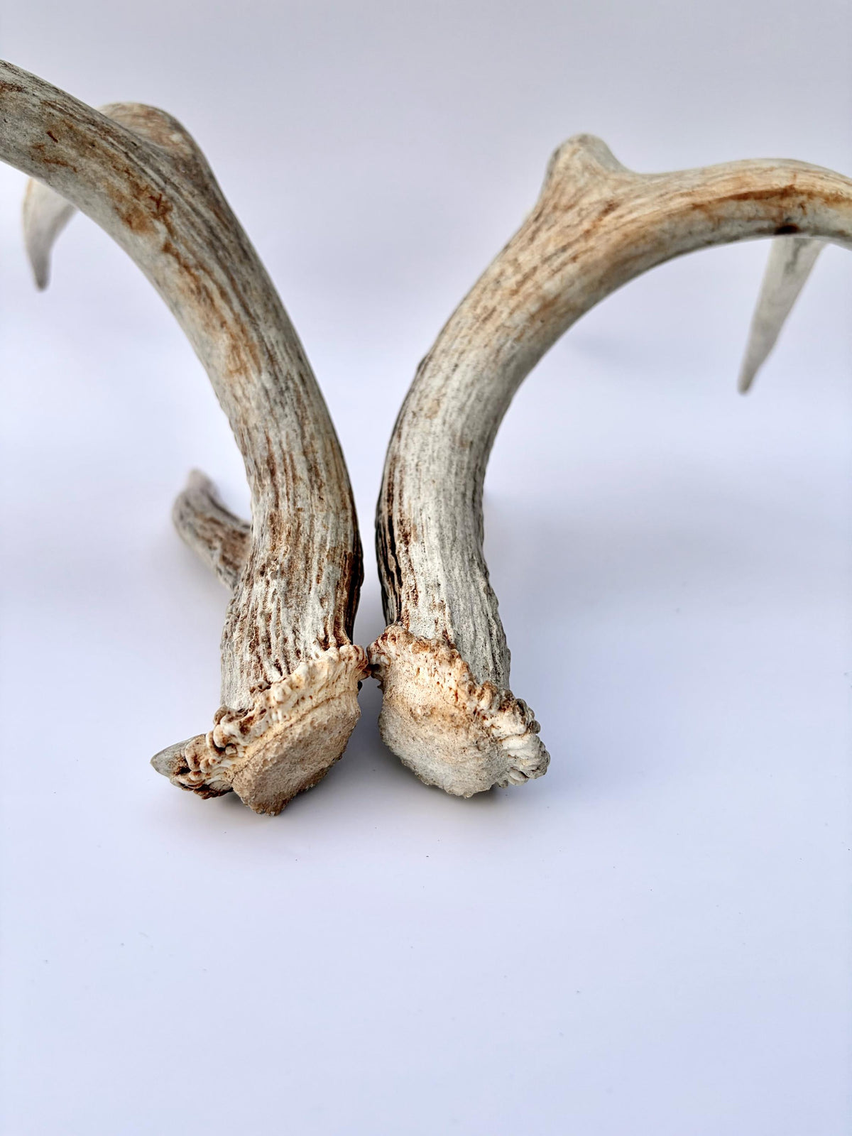 White-tailed Deer Antlers - Large Matching Set. Decor, Crafting and More.