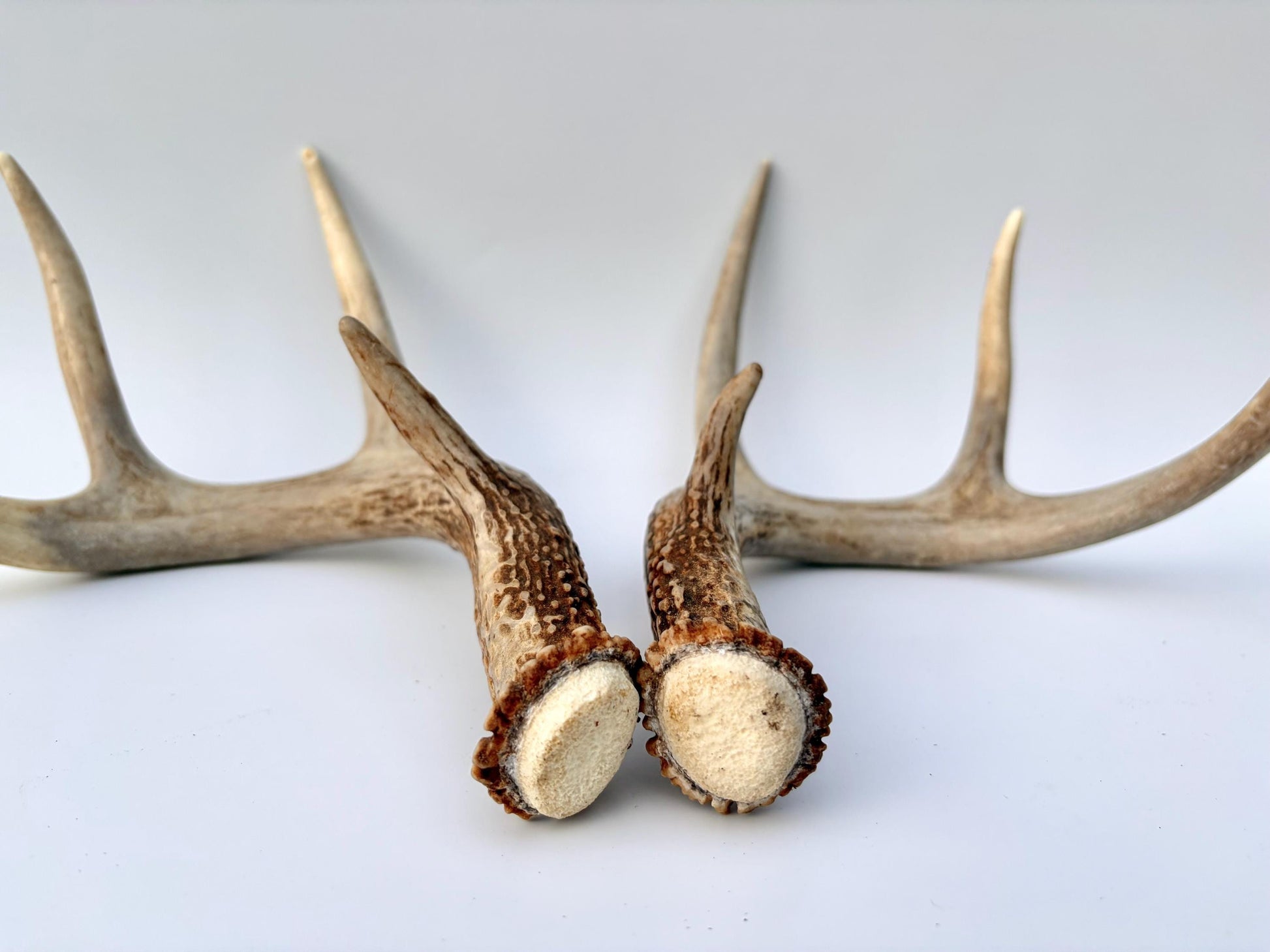 Deer Antlers - White-tailed Deer Matching set. Canadian Buck. Small 8 point set of Crafting and Decor Antlers