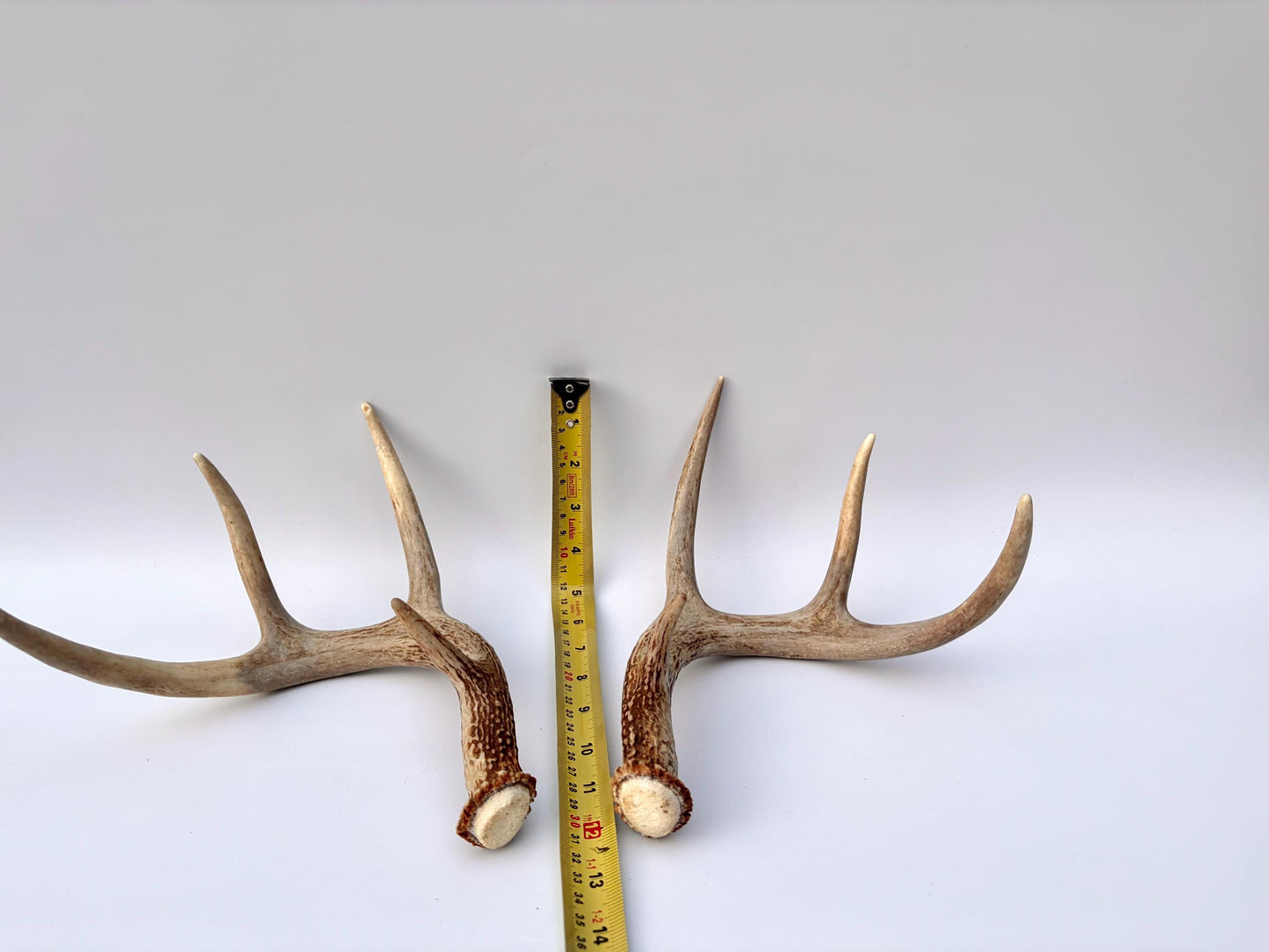 Deer Antlers - White-tailed Deer Matching set. Canadian Buck. Small 8 point set of Crafting and Decor Antlers