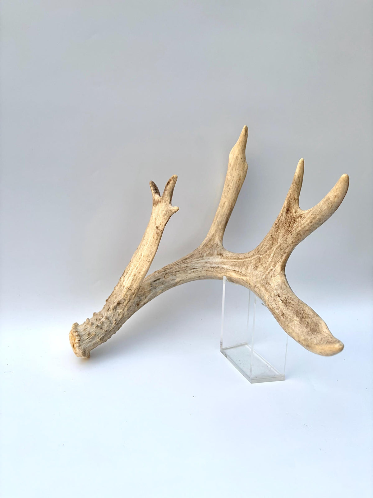 White-tailed Deer Antler – Heavy Naturally Shed Antler. Crafting and Decor Antler