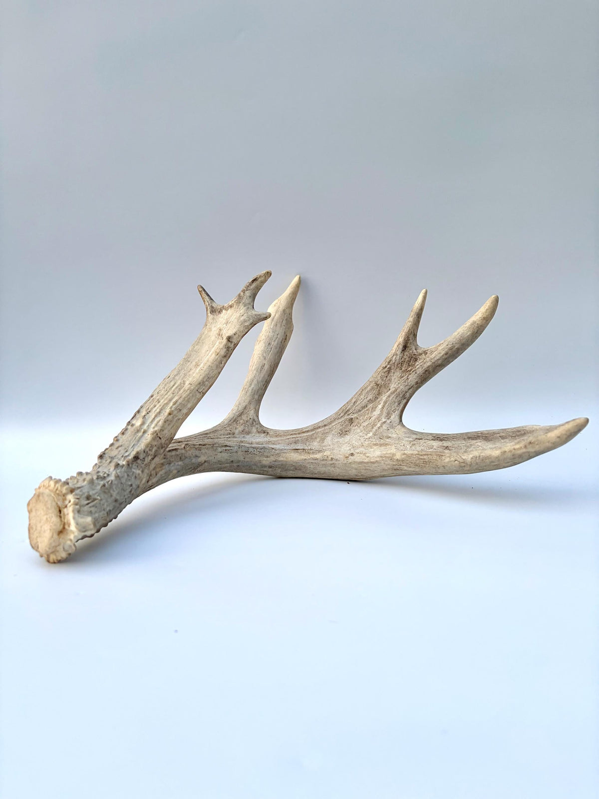 White-tailed Deer Antler – Heavy Naturally Shed Antler. Crafting and Decor Antler