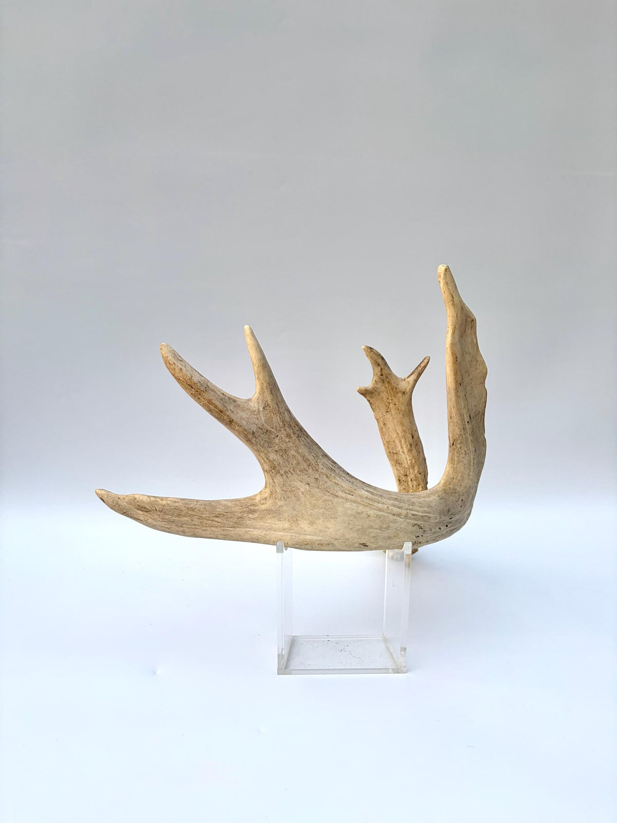White-tailed Deer Antler – Heavy Naturally Shed Antler. Crafting and Decor Antler