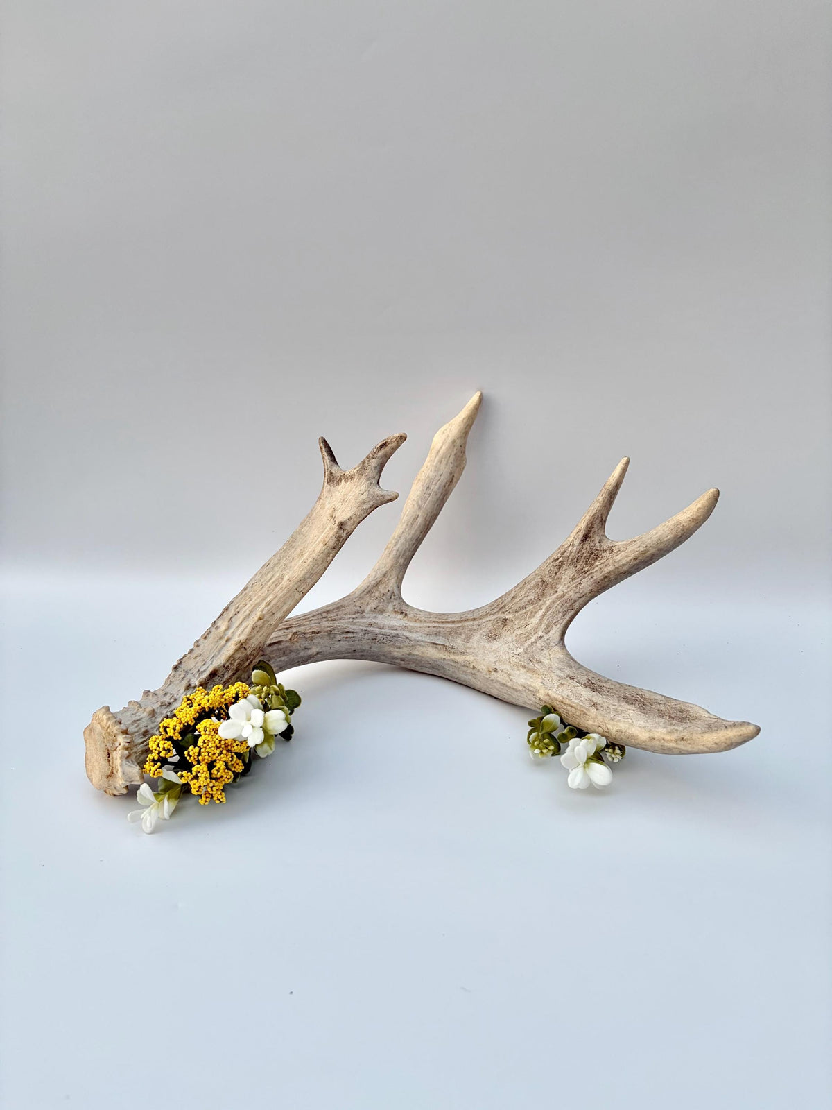 White-tailed Deer Antler – Heavy Naturally Shed Antler. Crafting and Decor Antler