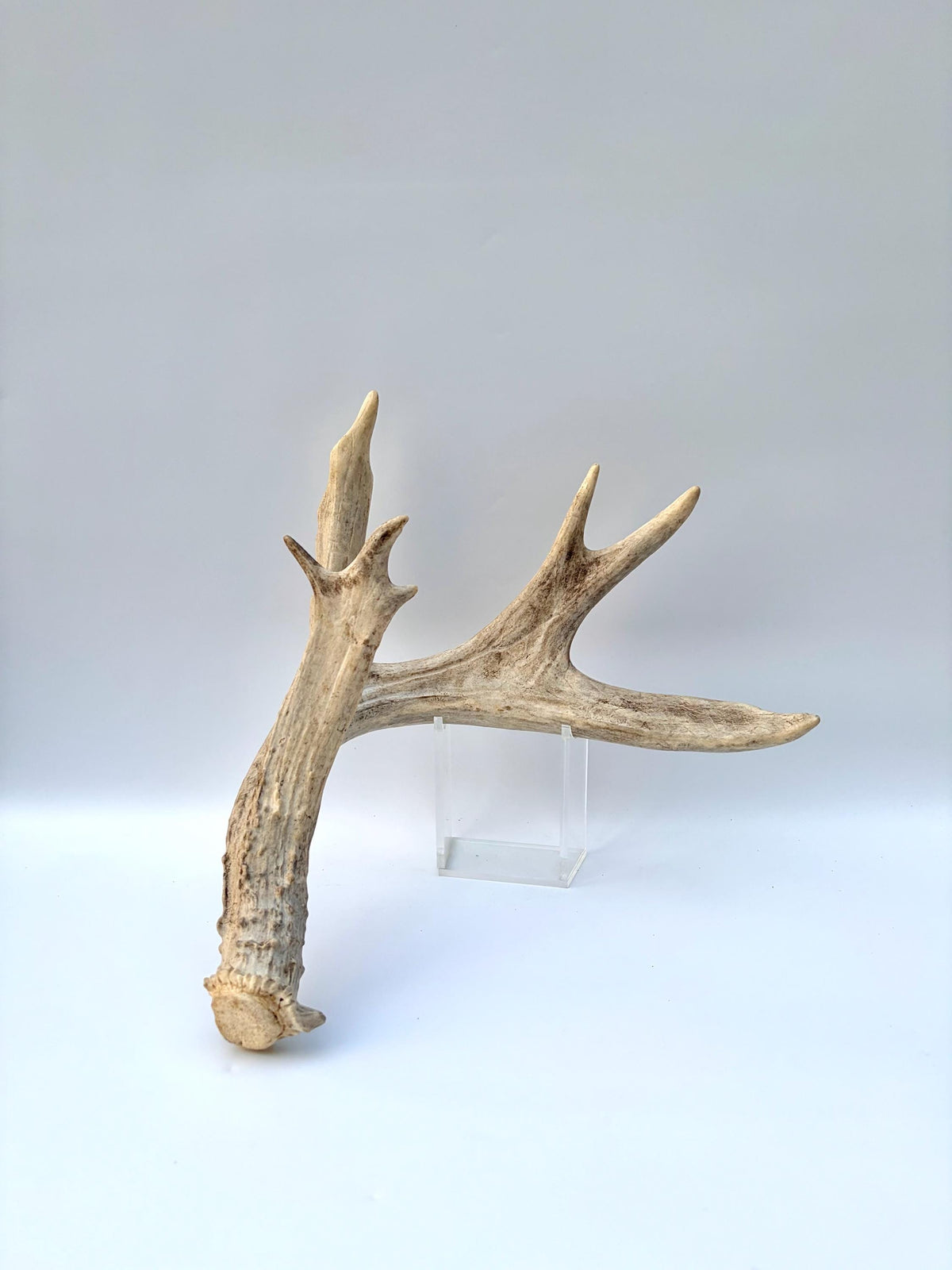 White-tailed Deer Antler – Heavy Naturally Shed Antler. Crafting and Decor Antler