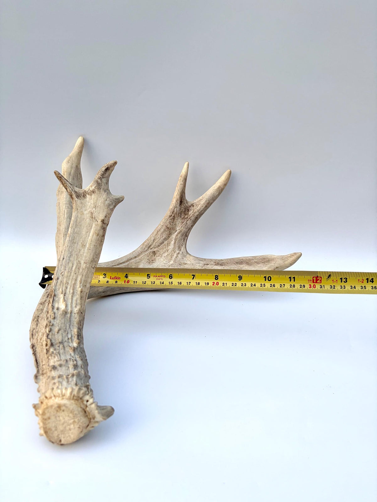 White-tailed Deer Antler – Heavy Naturally Shed Antler. Crafting and Decor Antler