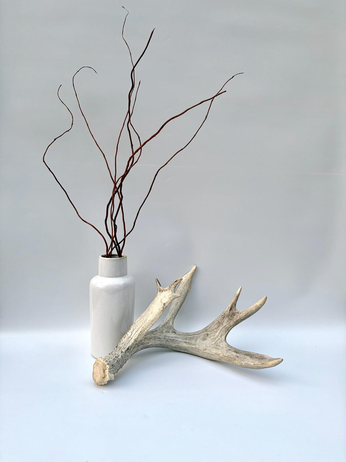 White-tailed Deer Antler – Heavy Naturally Shed Antler. Crafting and Decor Antler