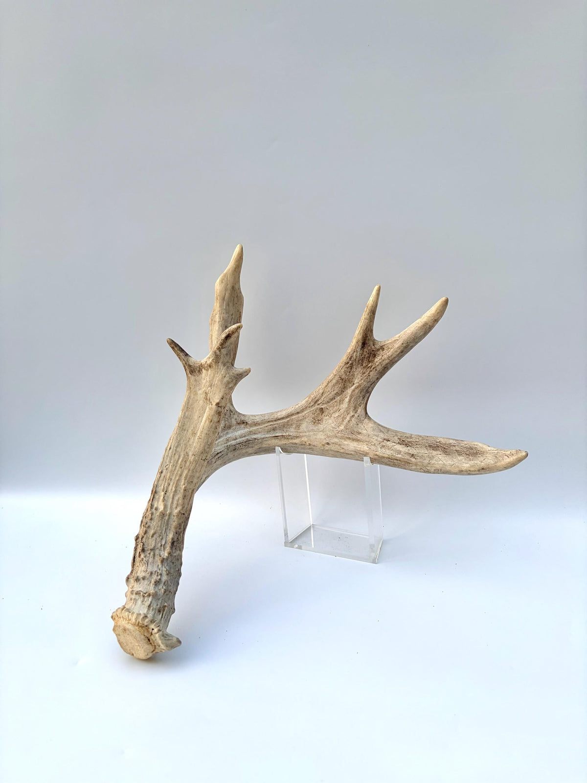 White-tailed Deer Antler – Heavy Naturally Shed Antler. Crafting and Decor Antler