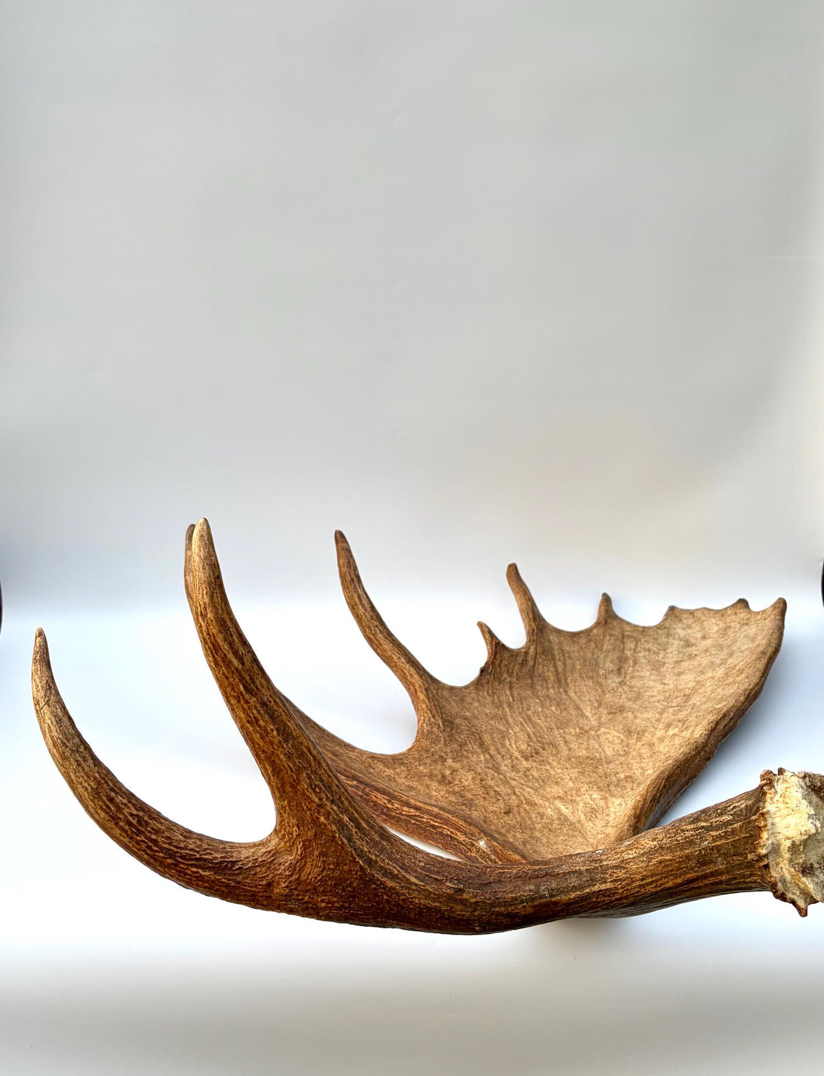 Enormous Alberta Moose Antler Set. Massive antlers for wall decor, crafting, carving and more.