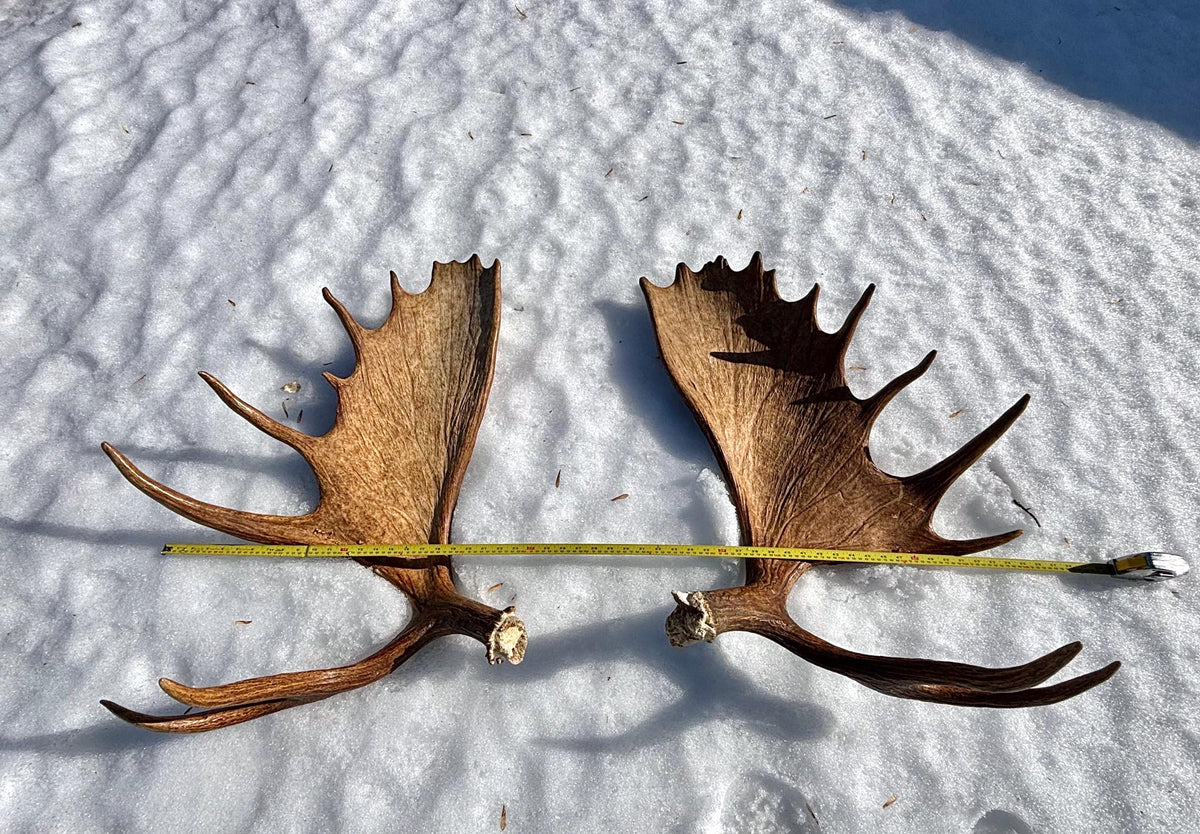 Enormous Alberta Moose Antler Set. Massive antlers for wall decor, crafting, carving and more.