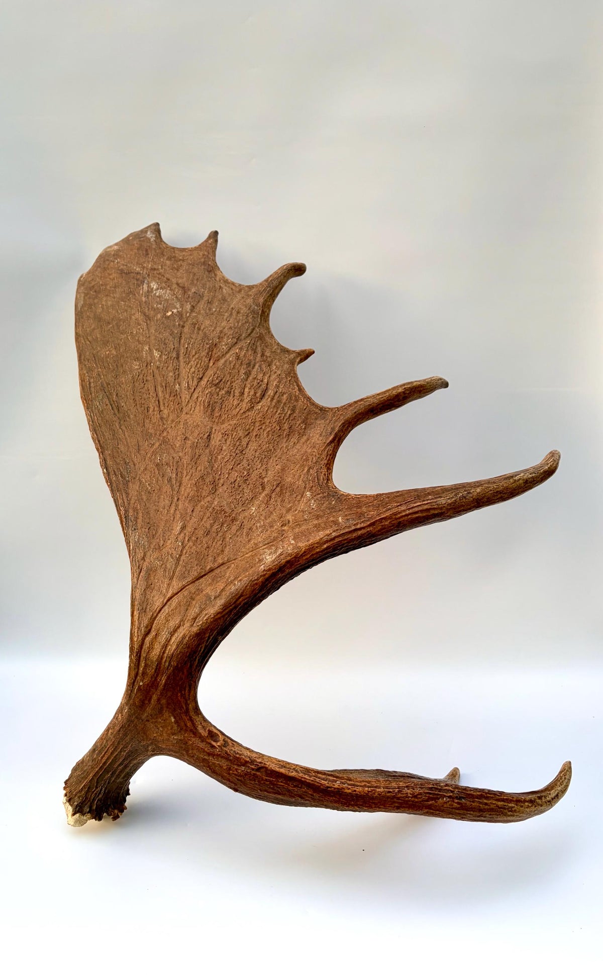 Enormous Alberta Moose Antler Set. Massive antlers for wall decor, crafting, carving and more.