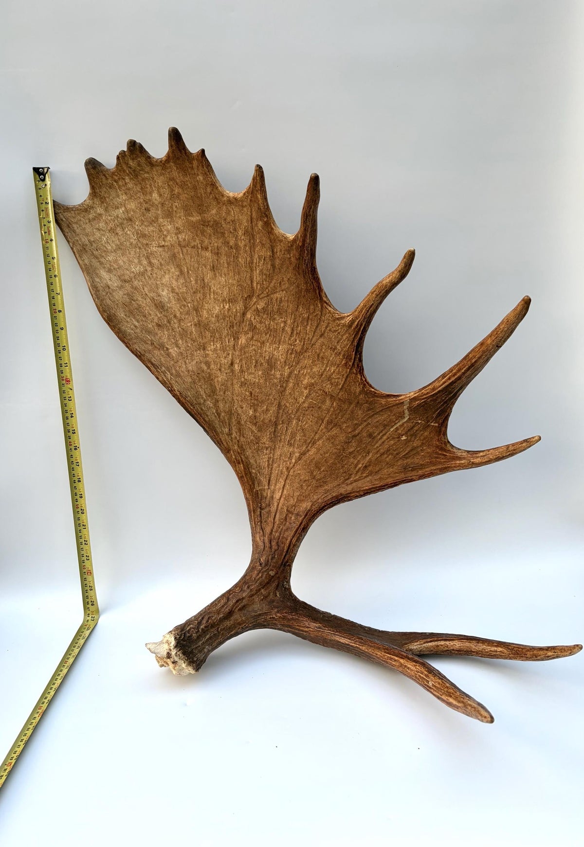Enormous Alberta Moose Antler Set. Massive antlers for wall decor, crafting, carving and more.
