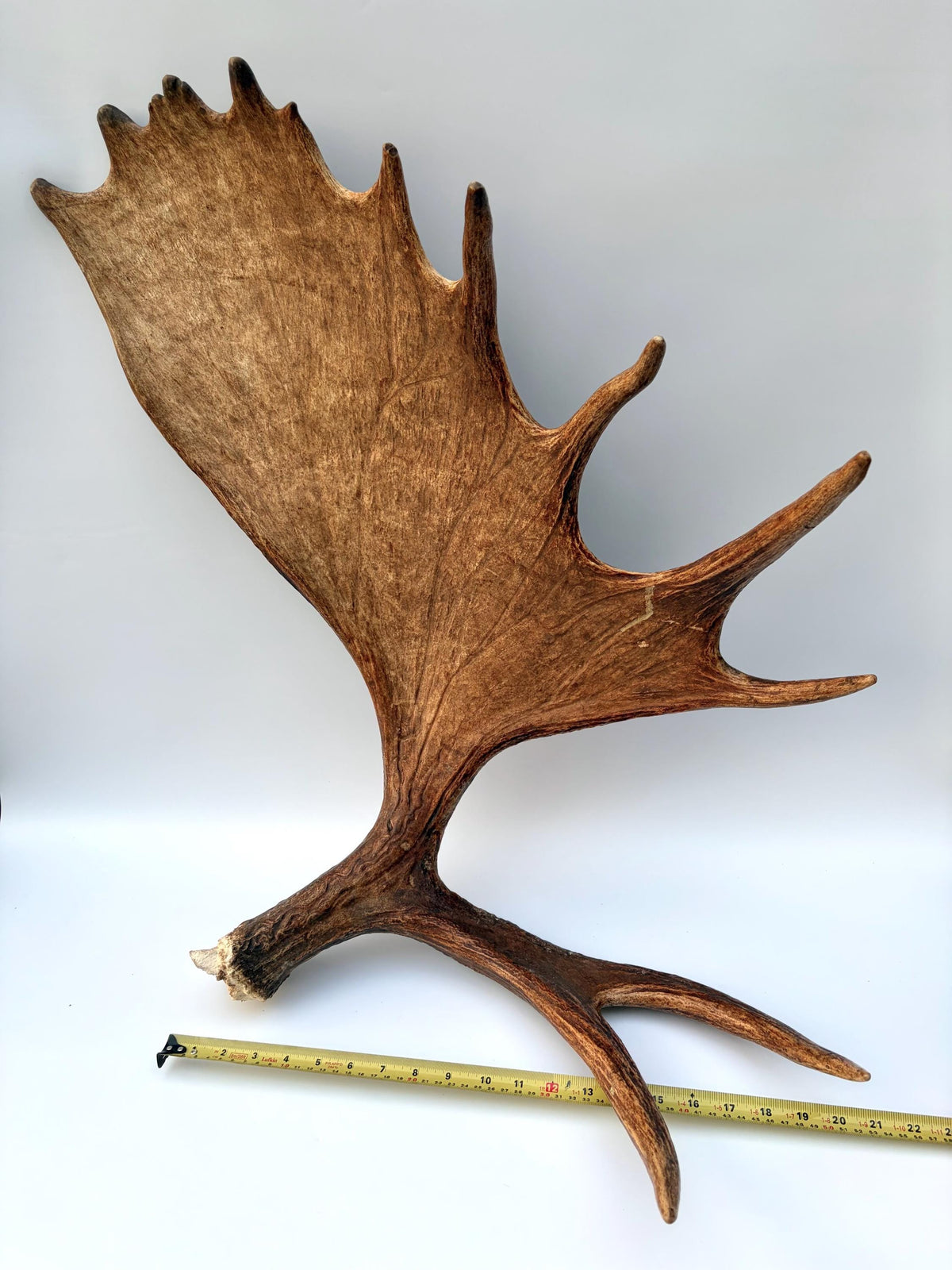 Enormous Alberta Moose Antler Set. Massive antlers for wall decor, crafting, carving and more.