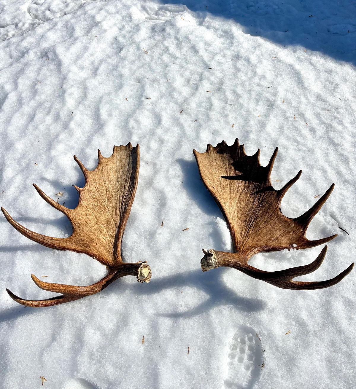 Enormous Alberta Moose Antler Set. Massive antlers for wall decor, crafting, carving and more.