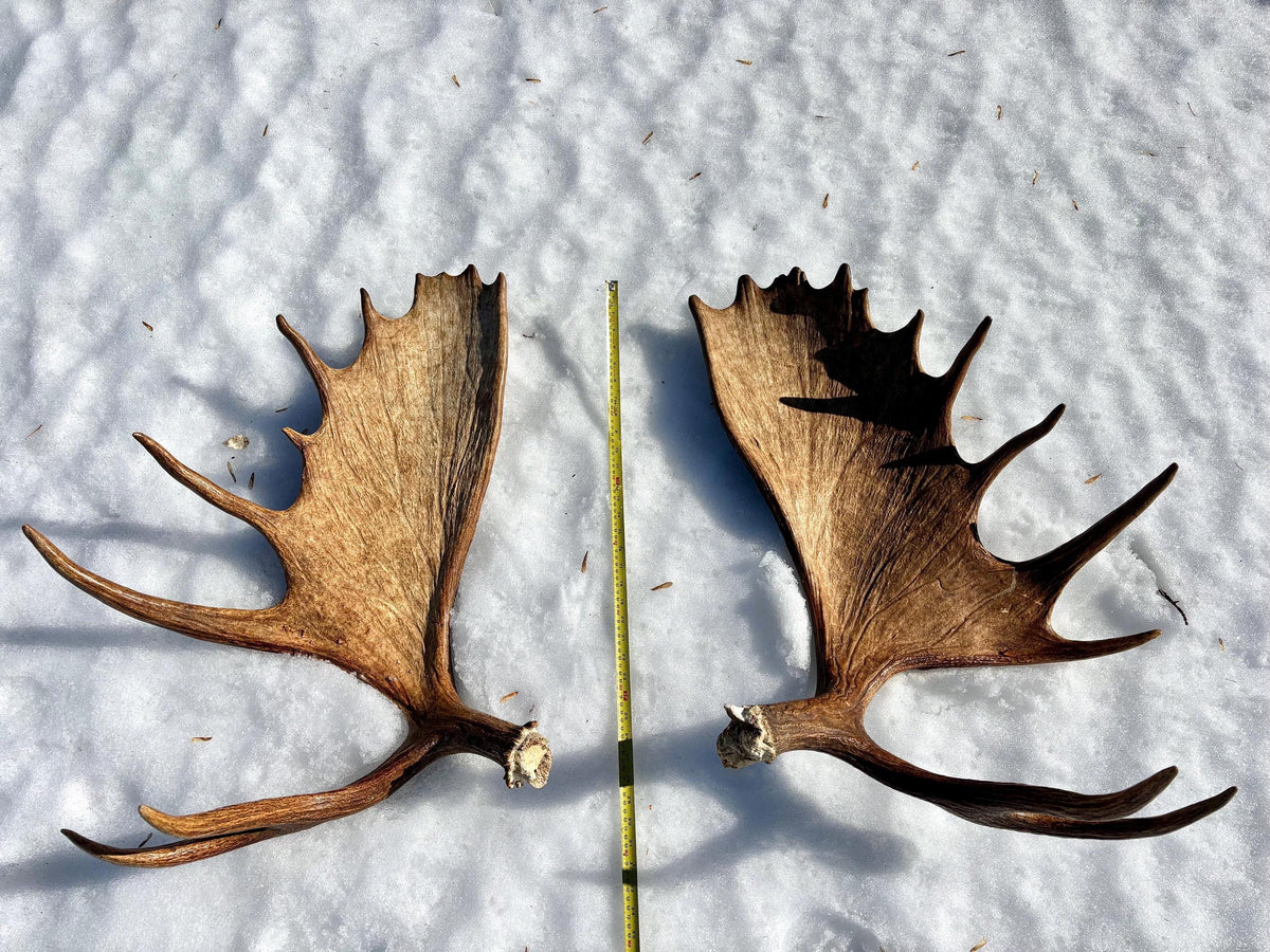 Enormous Alberta Moose Antler Set. Massive antlers for wall decor, crafting, carving and more.