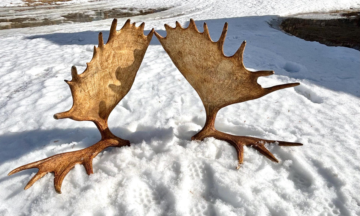 Enormous Alberta Moose Antler Set. Massive antlers for wall decor, crafting, carving and more.