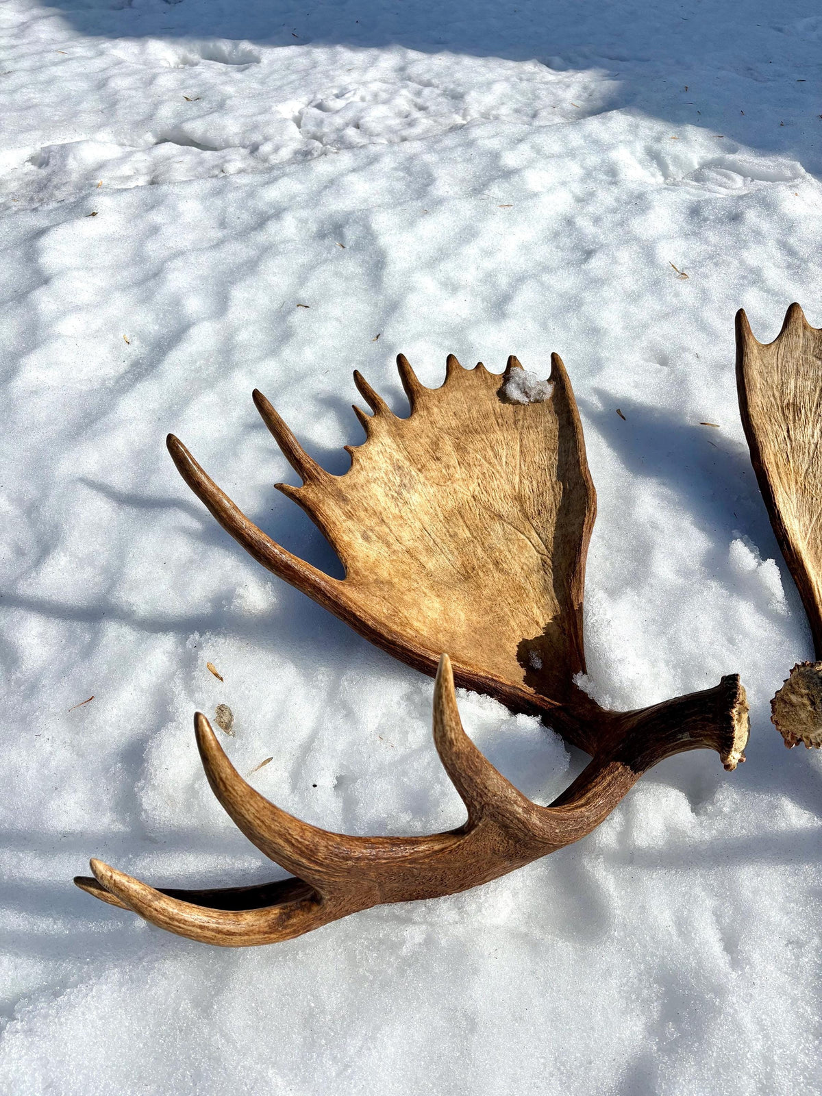 Enormous Alberta Moose Antler Set. Massive antlers for wall decor, crafting, carving and more.