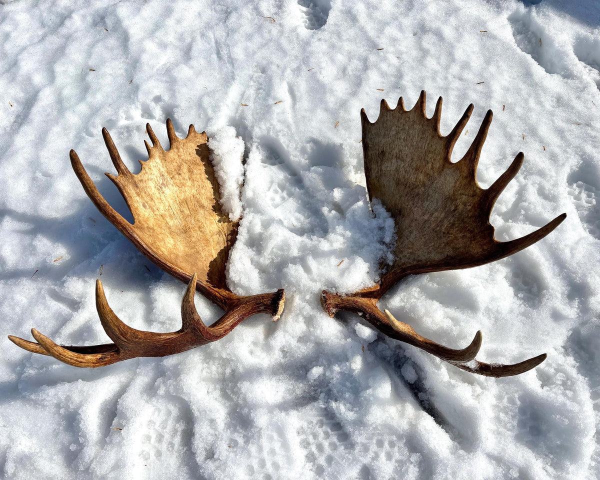 Enormous Alberta Moose Antler Set. Massive antlers for wall decor, crafting, carving and more.