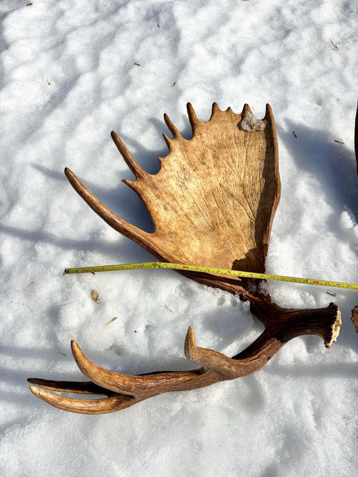 Enormous Alberta Moose Antler Set. Massive antlers for wall decor, crafting, carving and more.