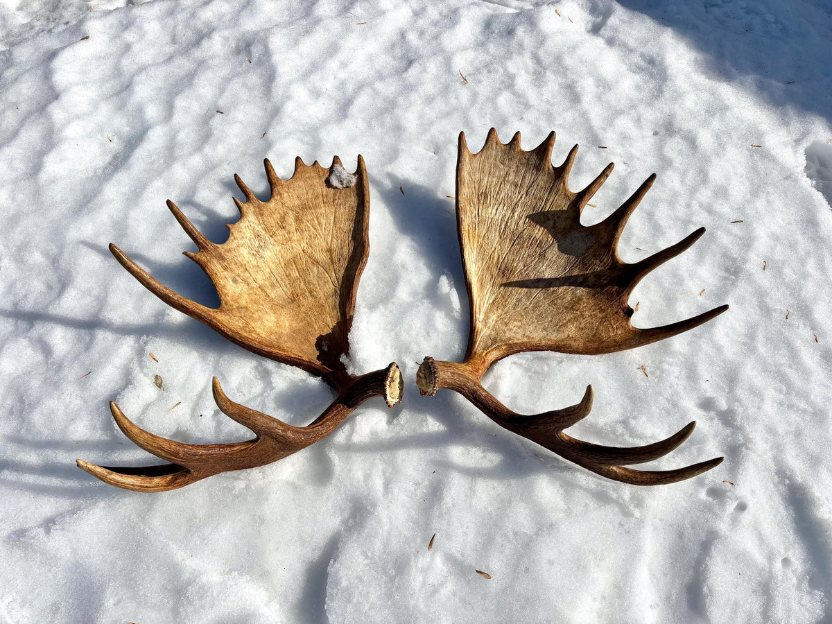 Enormous Alberta Moose Antler Set. Massive antlers for wall decor, crafting, carving and more.