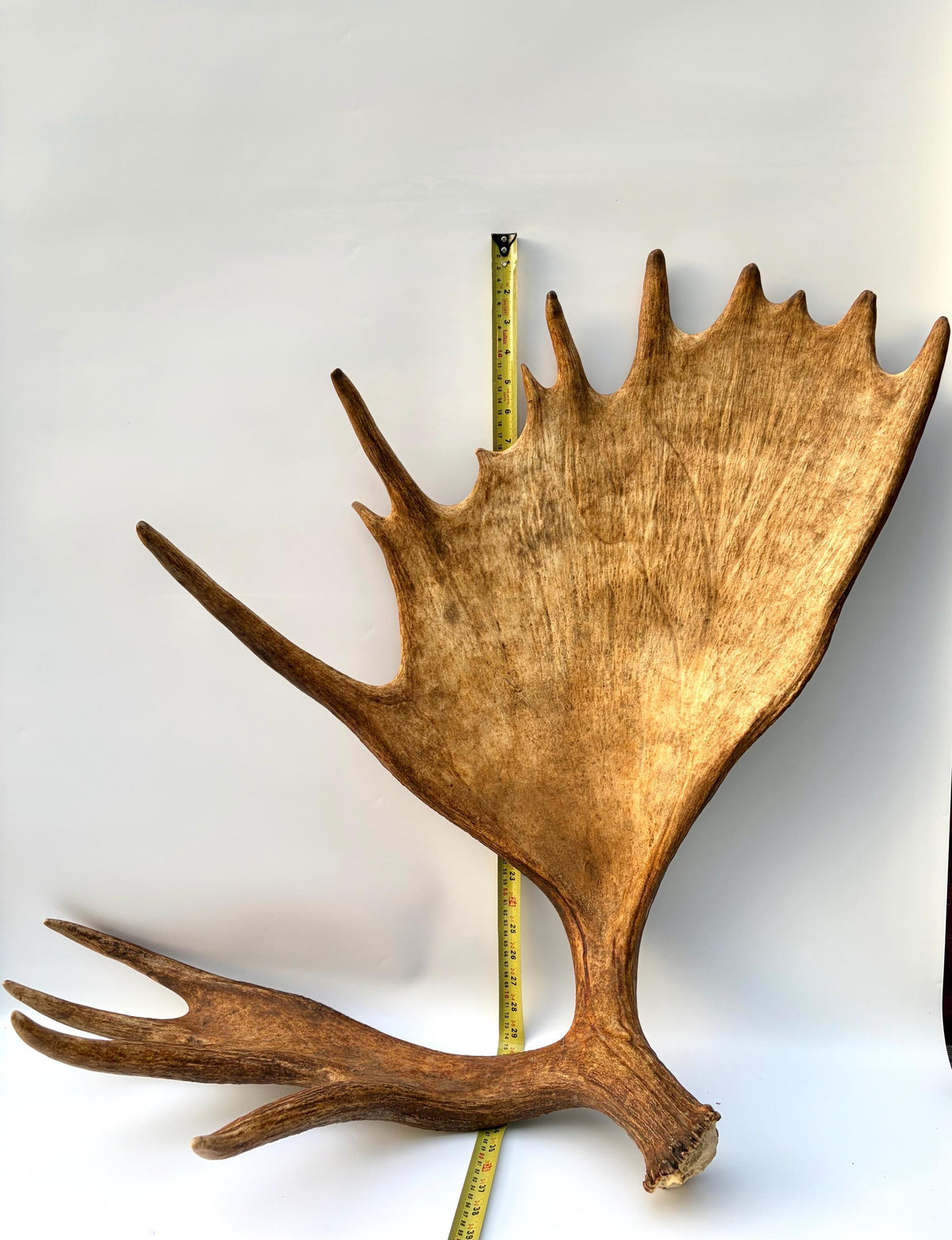 Enormous Alberta Moose Antler Set. Massive antlers for wall decor, crafting, carving and more.