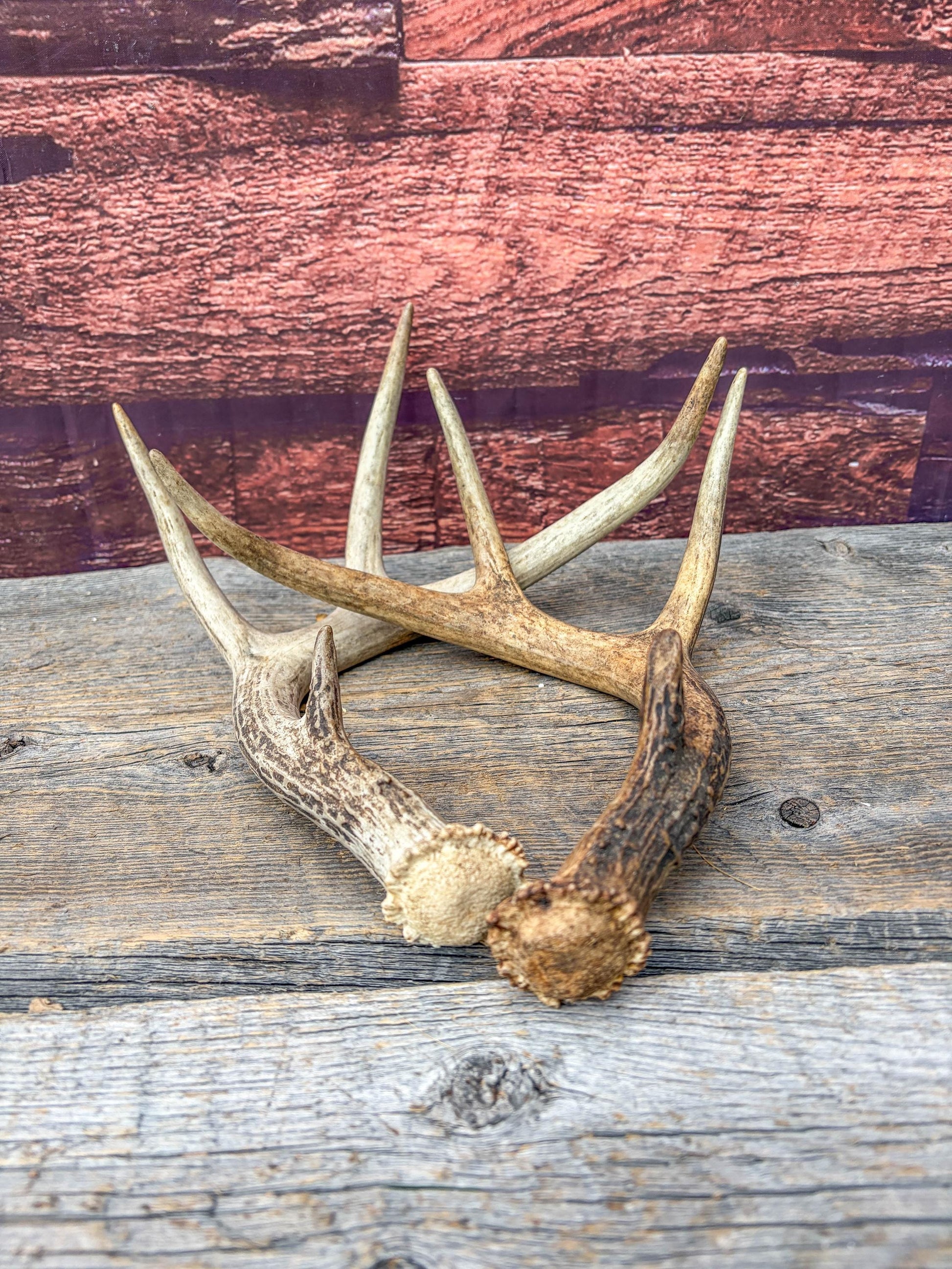 Weathered Whitetailed Deer Antlers - Matching White-tailed Deer Antler Set. Decor Crafting and More
