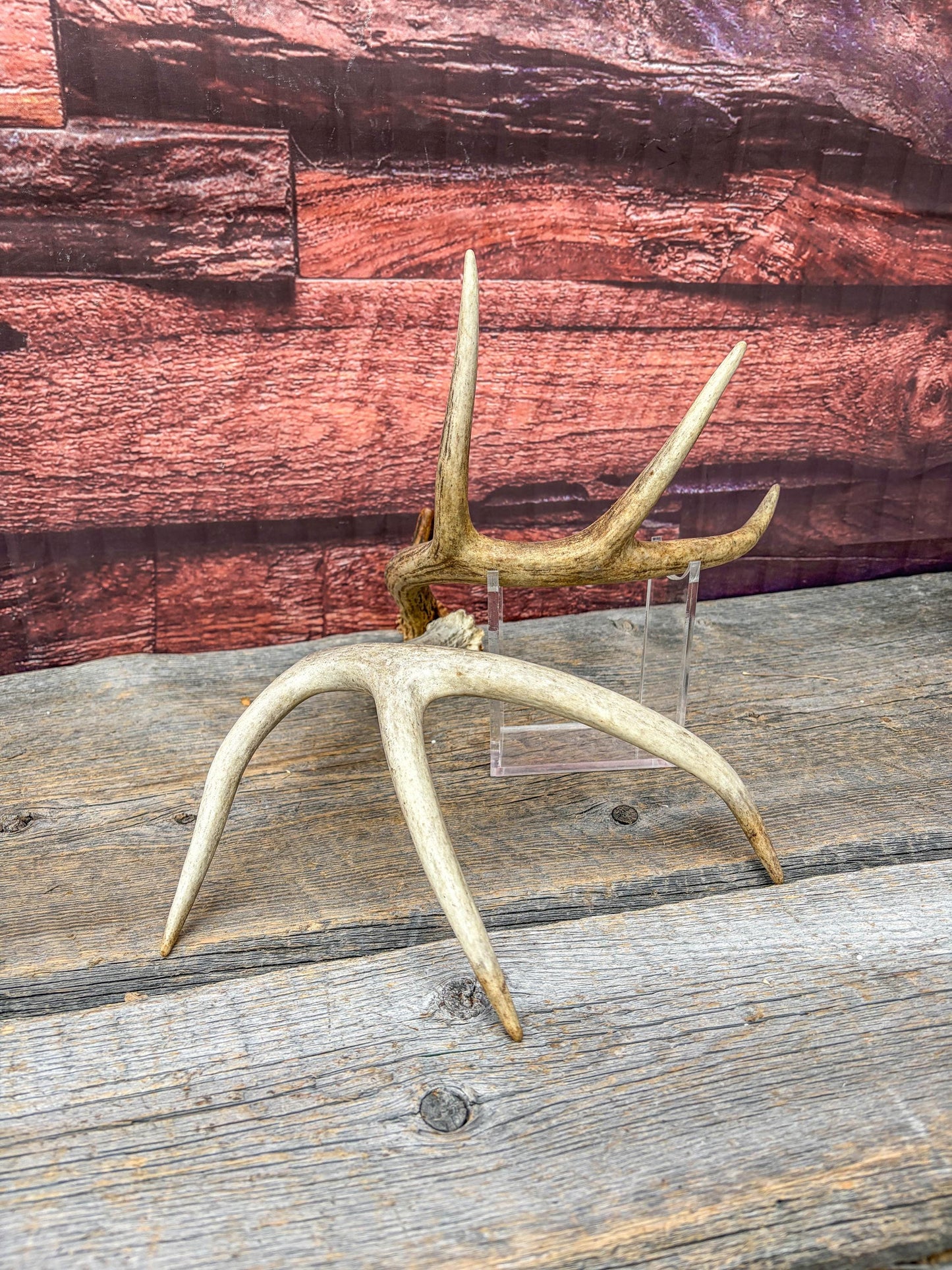 Weathered Whitetailed Deer Antlers - Matching White-tailed Deer Antler Set. Decor Crafting and More