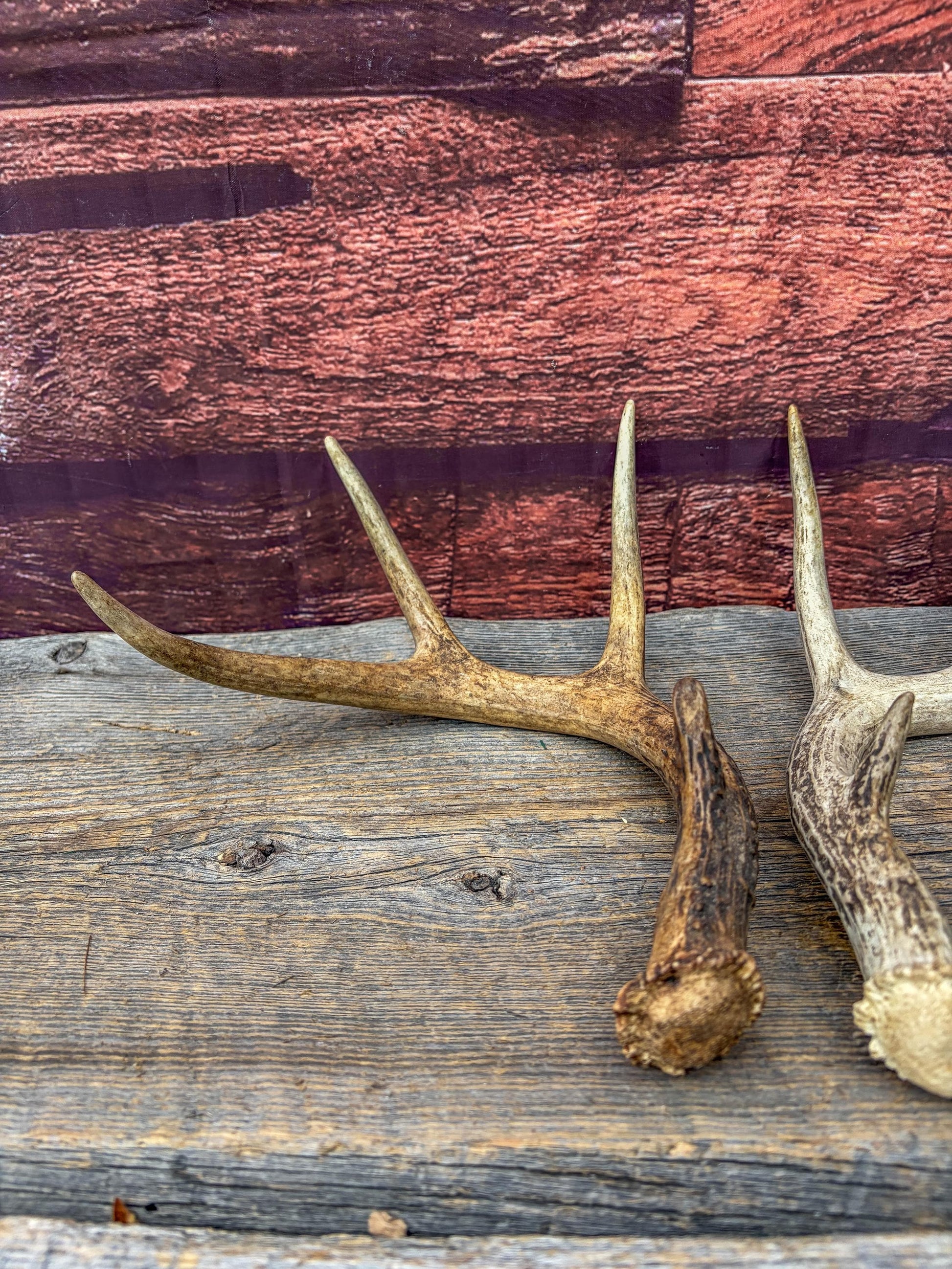 Weathered Whitetailed Deer Antlers - Matching White-tailed Deer Antler Set. Decor Crafting and More