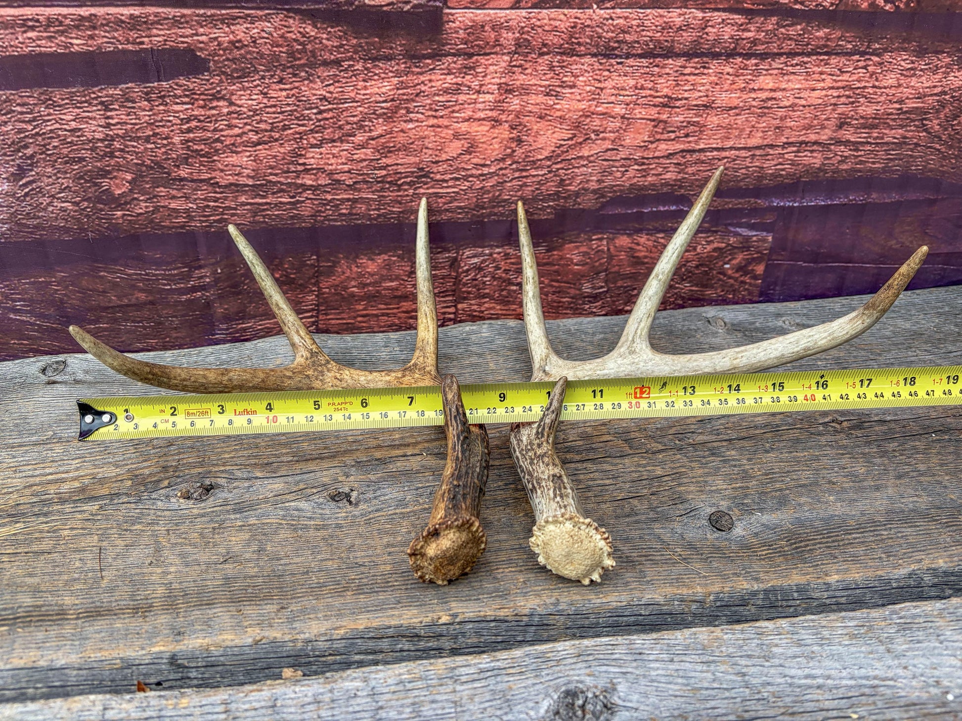Weathered Whitetailed Deer Antlers - Matching White-tailed Deer Antler Set. Decor Crafting and More