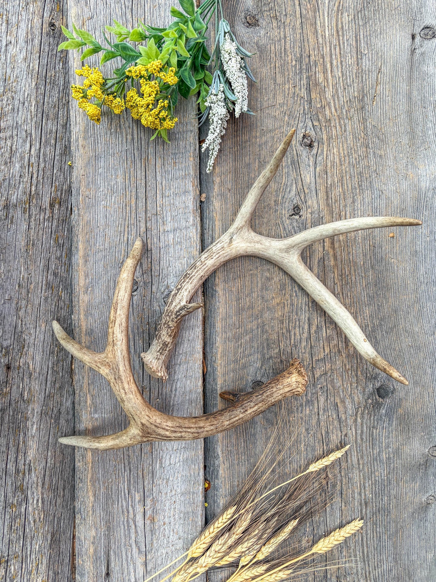 Weathered Whitetailed Deer Antlers - Matching White-tailed Deer Antler Set. Decor Crafting and More