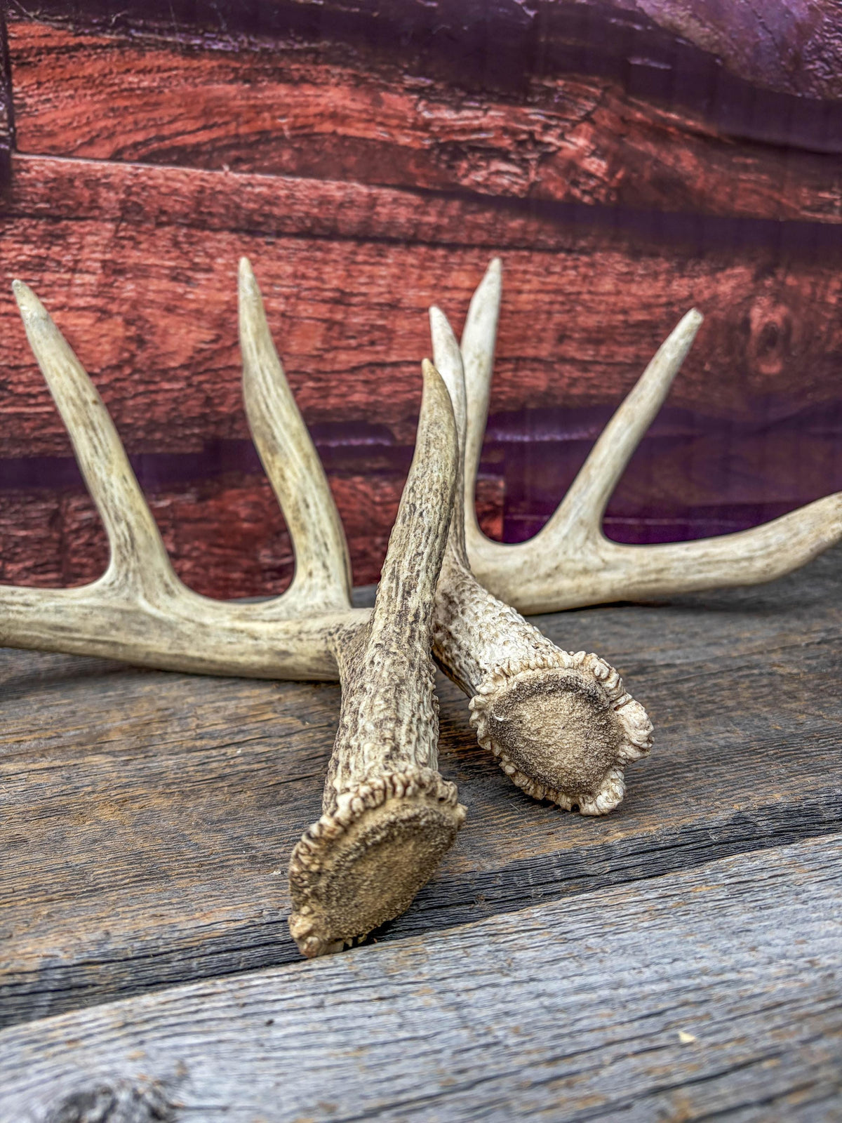 White-tailed Deer Antlers - Large Matching Set. Decor, Crafting and More.