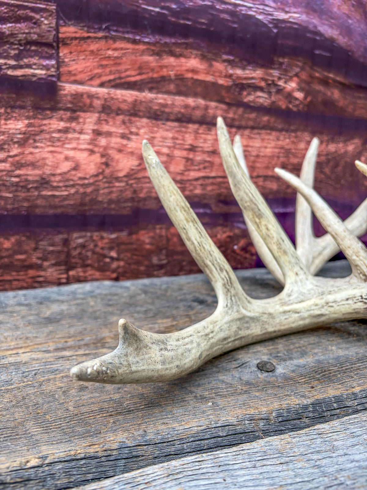 White-tailed Deer Antlers - Large Matching Set. Decor, Crafting and More.