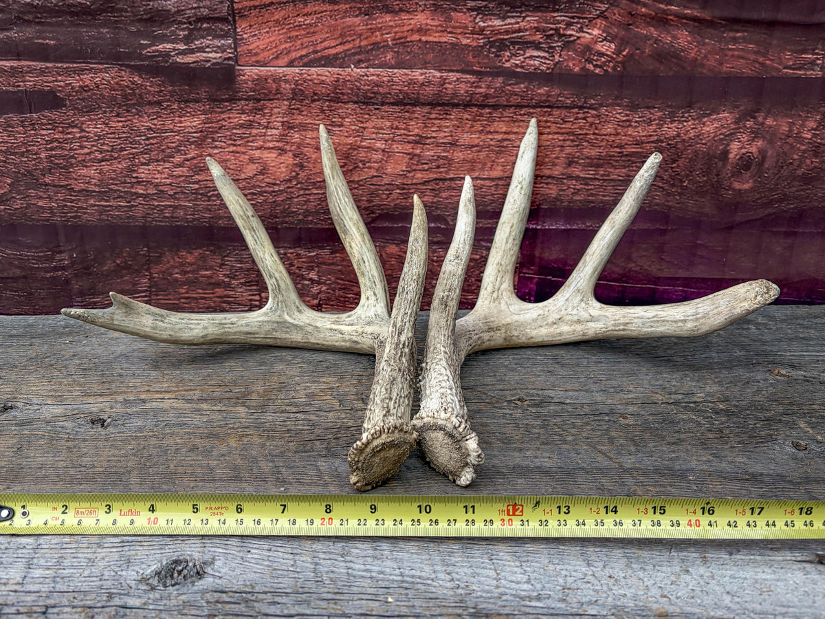 White-tailed Deer Antlers - Large Matching Set. Decor, Crafting and More.
