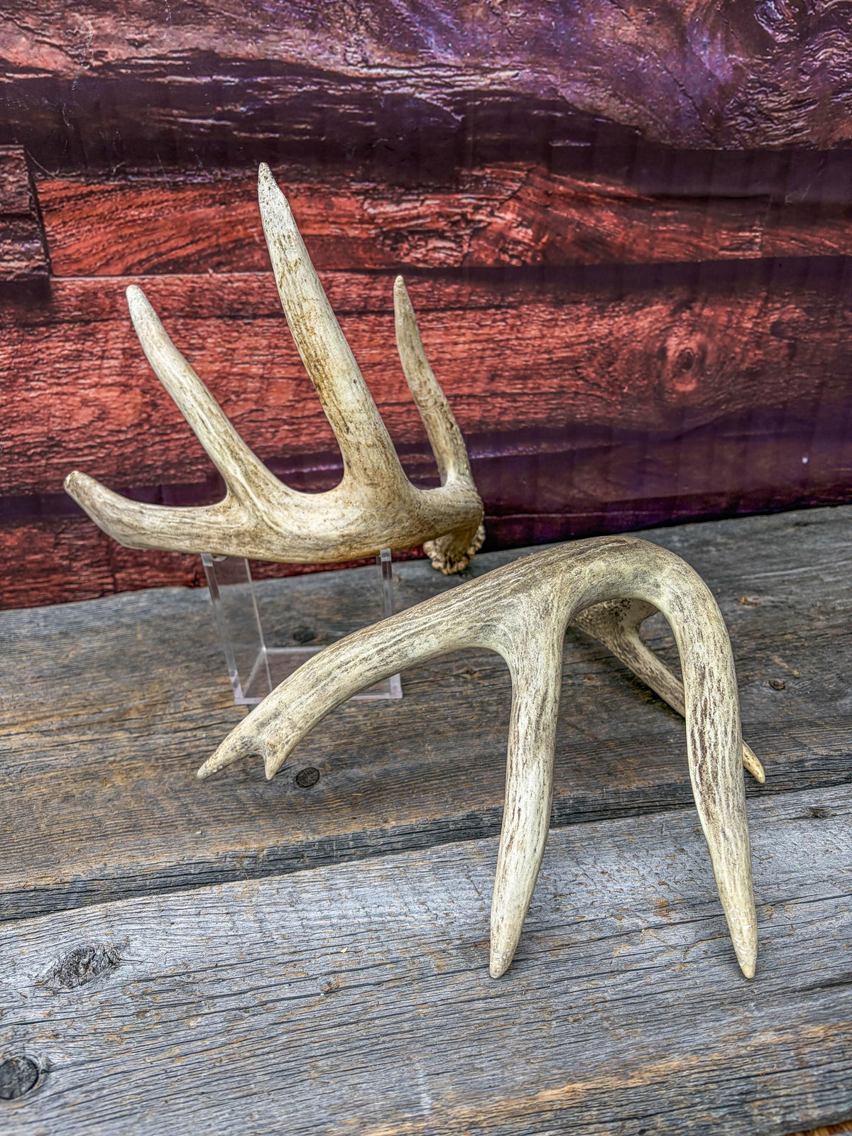 White-tailed Deer Antlers - Large Matching Set. Decor, Crafting and More.