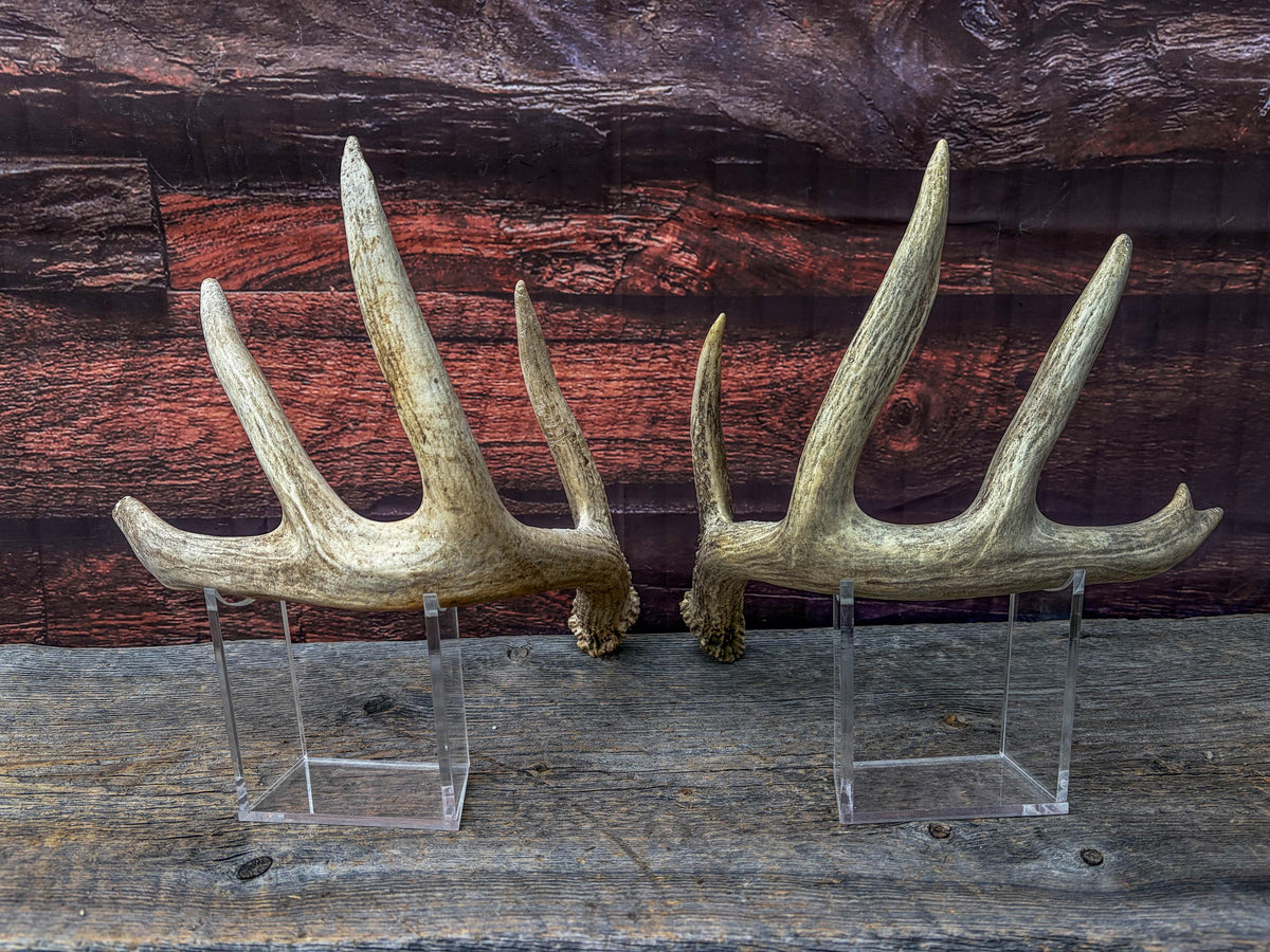 White-tailed Deer Antlers - Large Matching Set. Decor, Crafting and More.