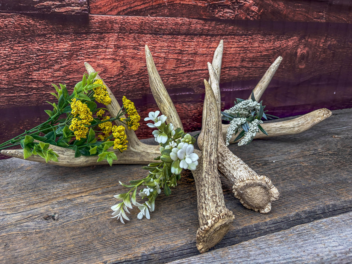 White-tailed Deer Antlers - Large Matching Set. Decor, Crafting and More.