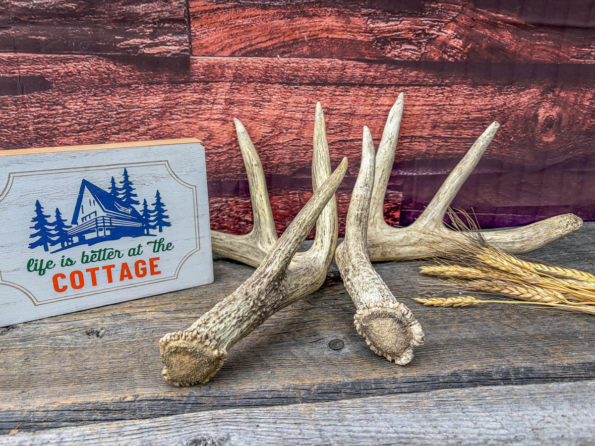 White-tailed Deer Antlers - Large Matching Set. Decor, Crafting and More.