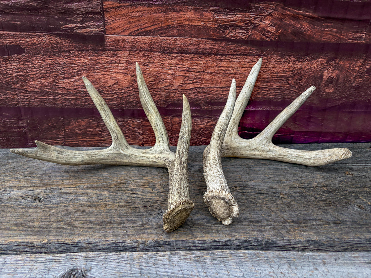 White-tailed Deer Antlers - Large Matching Set. Decor, Crafting and More.