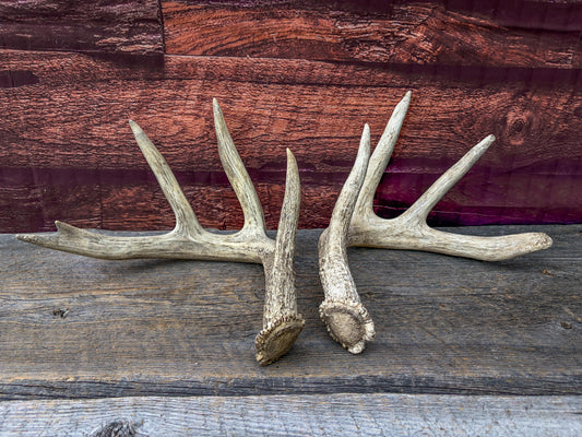 White-tailed Deer Antlers - Large Matching Set. Decor, Crafting and More.