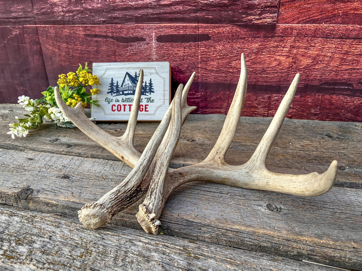 White-tailed Deer Antlers - Large Matching Set. Decor, Crafting and More.