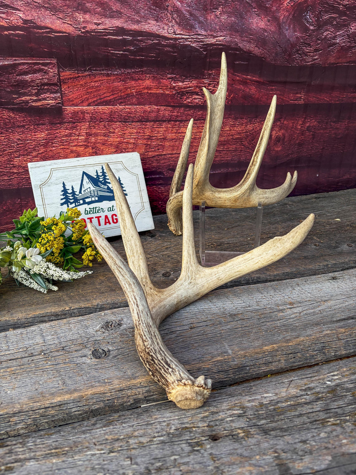 White-tailed Deer Antlers - Large Matching Set. Decor, Crafting and More.