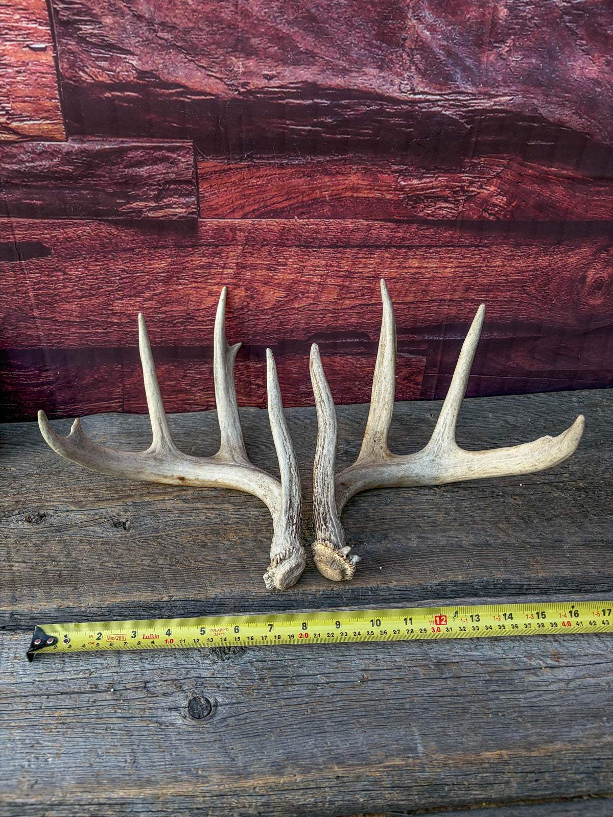 White-tailed Deer Antlers - Large Matching Set. Decor, Crafting and More.