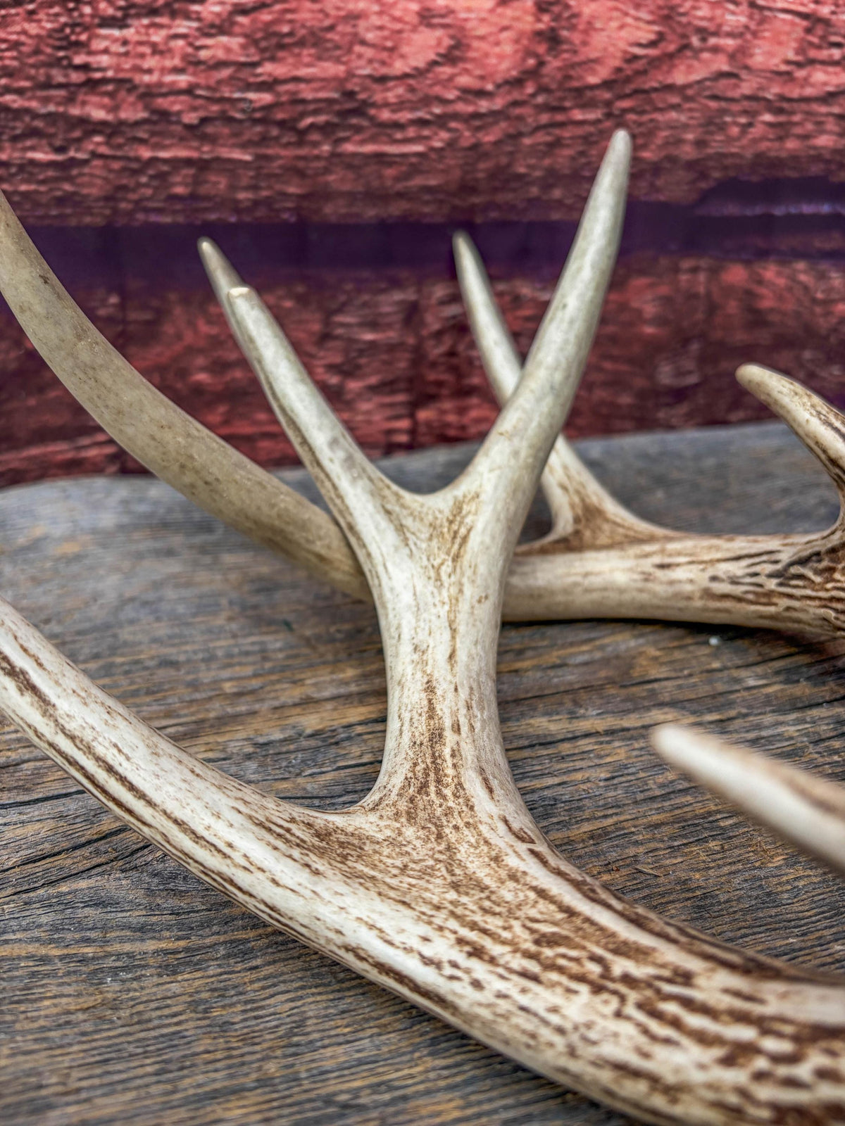 Deer Antlers - White-tailed Deer Matching set. Canadian Buck. Small 8 point set of Crafting and Decor Antlers