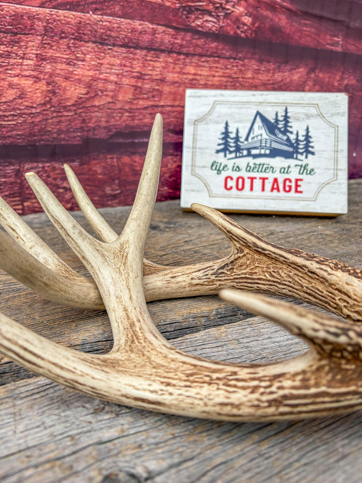 Deer Antlers - White-tailed Deer Matching set. Canadian Buck. Small 8 point set of Crafting and Decor Antlers
